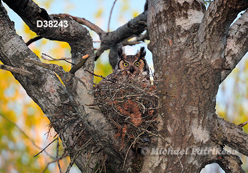 Bubo virginianus